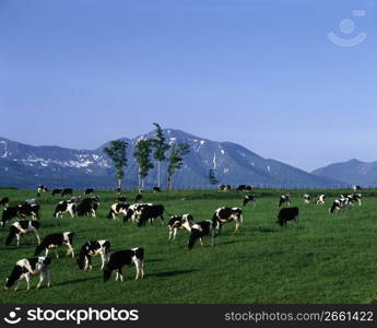 Cow field