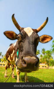 Cow funny face closeup, Ceylon. Sacred animal in bubbhism religion. Asia culture. Cow funny face closeup, Ceylon