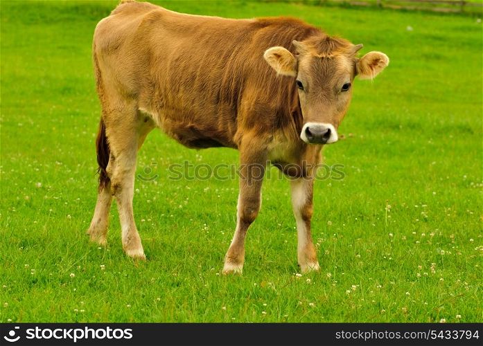 Cow graze on the grass with flowers in the summer