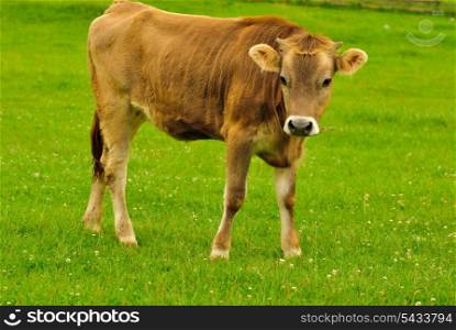 Cow graze on the grass with flowers in the summer