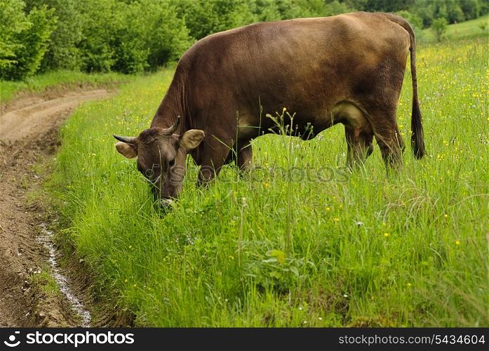 Cow graze on the grass with yellow flowers in the summer