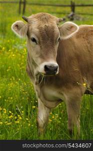 Cow graze on the grass with yellow flowers in the summer