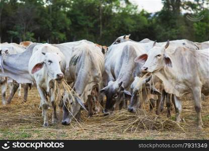 Cow grazing in a farm