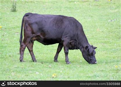 cow grazing in a field