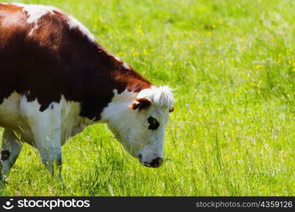 Cow grazing in a field, Loire Valley, France