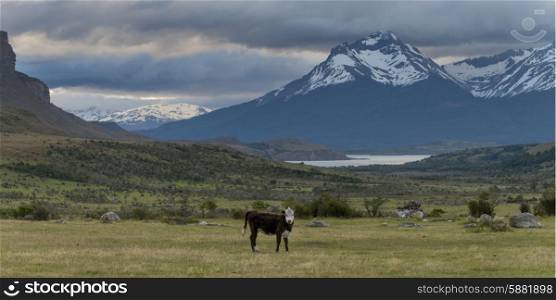 Cow grazing in a field, Patagonia, Chile
