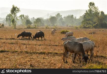 Cow grazing in a sunset meadow