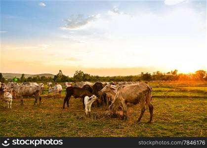 Cow grazing in a sunset meadow in Thailand.