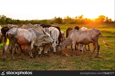 Cow grazing in a sunset meadow in Thailand.