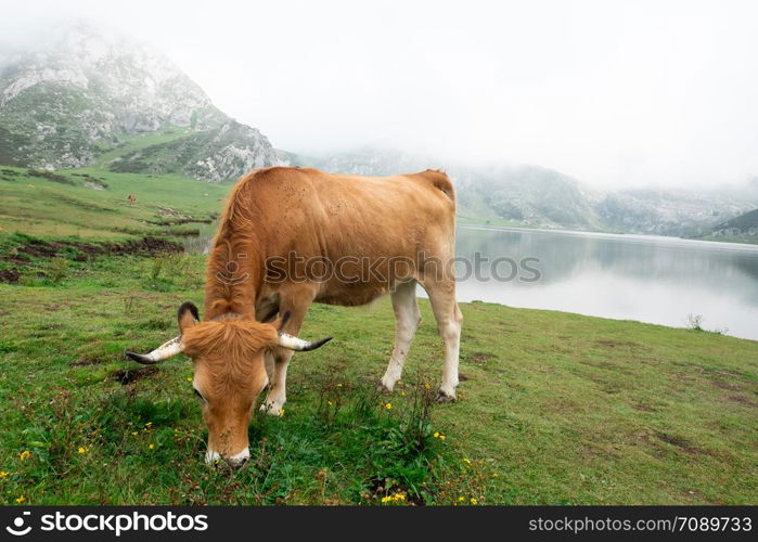 cow grazing in Asturian meadow in front of a lake