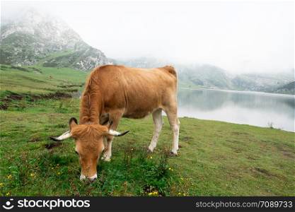 cow grazing in Asturian meadow in front of a lake