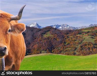 Cow grazing in the mountains in Asturias, Spain.&#xA;