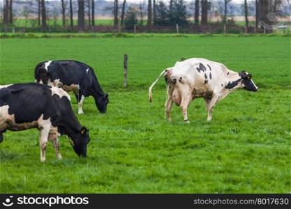 Cow grazing on a meadow