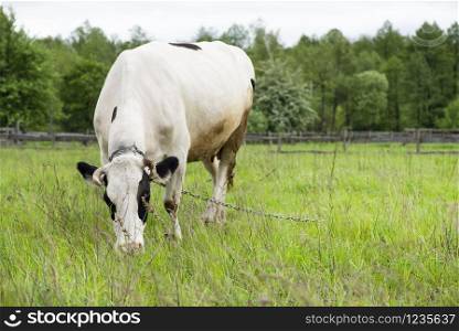 Cow grazing on a spring pasture. Cow on the background of green field, forest and blue sky. Beautiful funny cow on farm. Young black and white cow grazing on the field.. Cow grazing on a spring pasture. Cow on the background of green field, forest and blue sky.