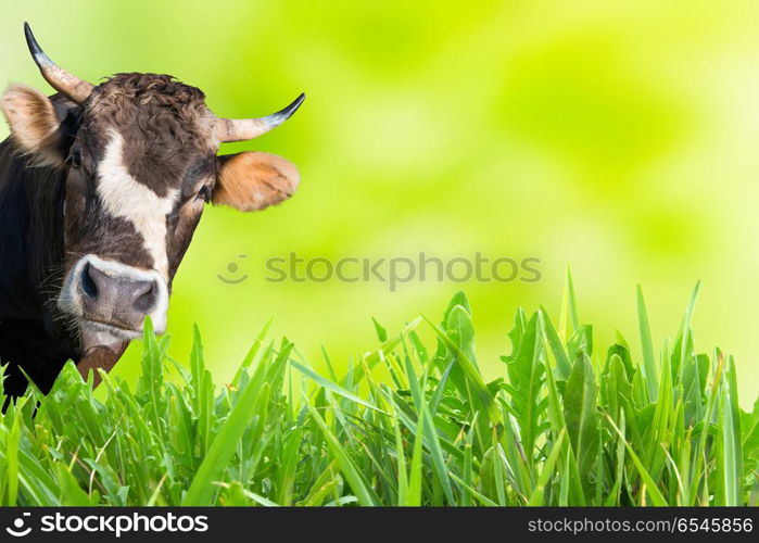 Cow grazing on farm field. Cow grazing on farm field with green grass and soft background