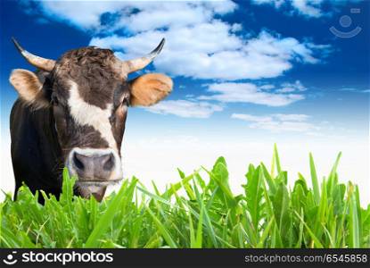 Cow grazing on farm field. Cow grazing on farm field with green grass