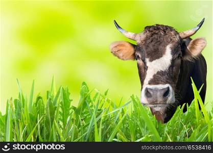Cow grazing on farm field with green grass and soft background. Cow grazing on farm field