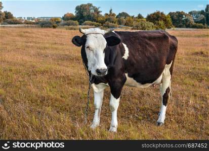 Cow grazing on the farm and looking into camera. Black and white cow on a pasture.. Cow grazing on the farm.