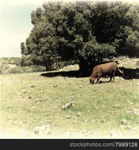 Cow Grazing on the Golan Heights in Israel, Vintage Style Toned Picture
