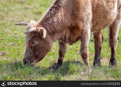 Cow grazing on wetlands in Essex