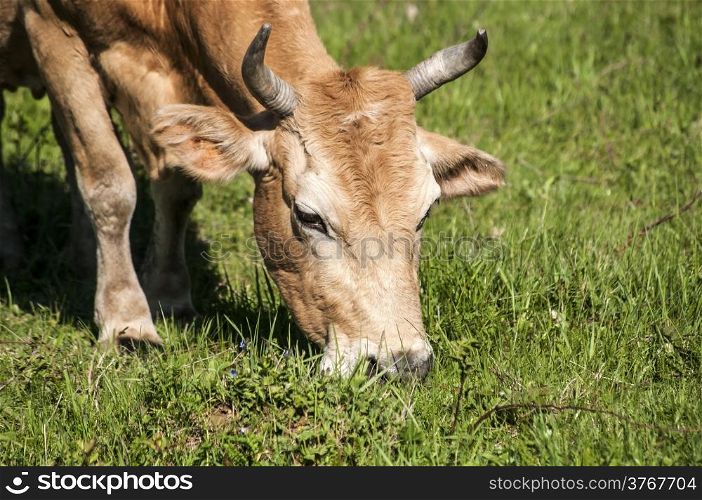Cow head closeup