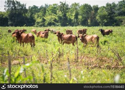 Cow herd grazing in meadow in suburb of Kanchanaburi province, Thailand. Green grass and trees in natural farming land. Background of agriculture industry.
