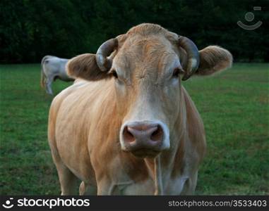 cow in a country field in the morning. Cow head