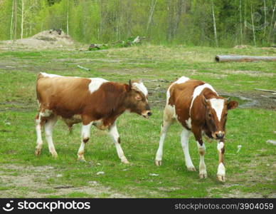 cow in a field