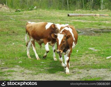 cow in a field