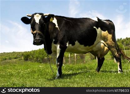 cow in a meadow looking at camera