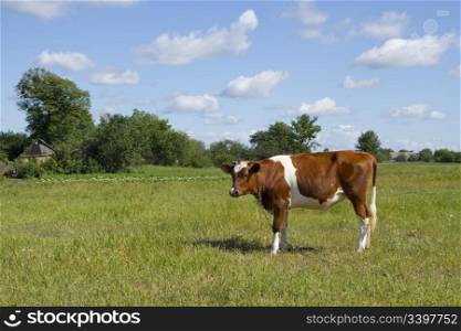 cow in a pasture with beautiful sky