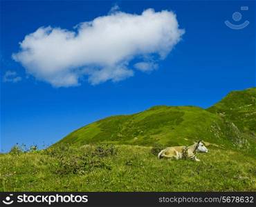 Cow in an alpine meadow in the Caucasian mountains