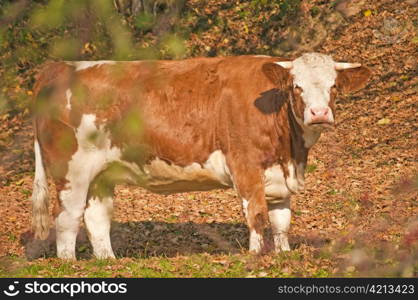 cow in autumn