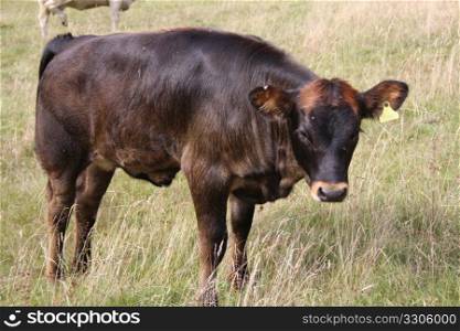 cow in field 1