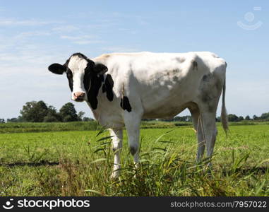 cow in field