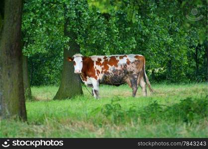 Cow in green field. Trees background.