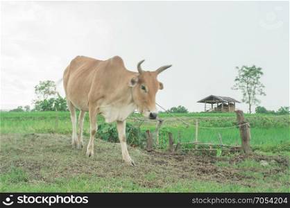 cow in harvested rice field on sunset background