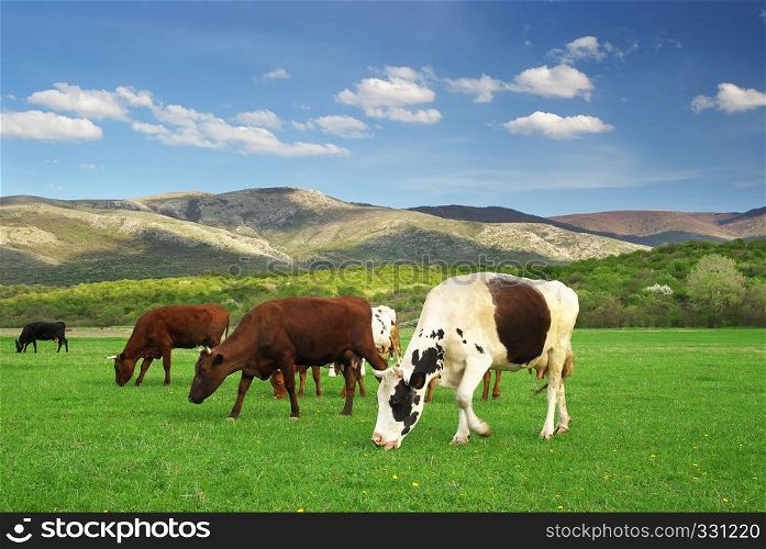 Cow in meadow. Nature composition