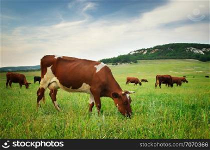 Cow in meadow. Nature composition