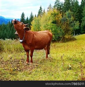Cow in meadow, nature composition