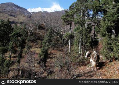 Cow in mountain forest near Samagoon in Nepal