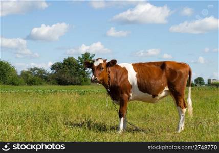 cow in pasture