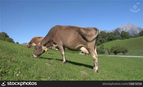 Cow in Swiss Alps
