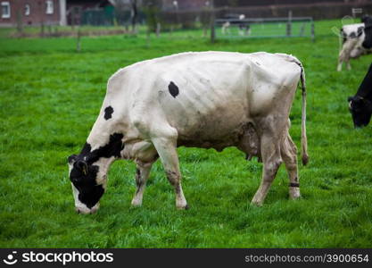 Cow in the field