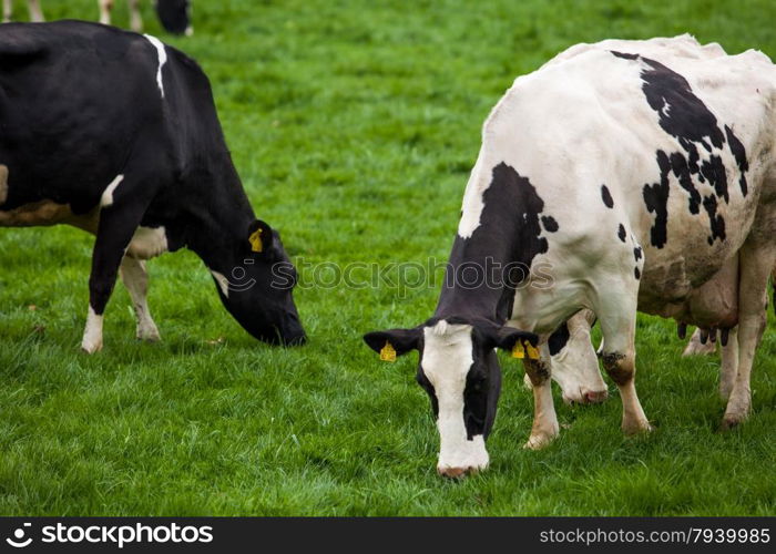 Cow in the field