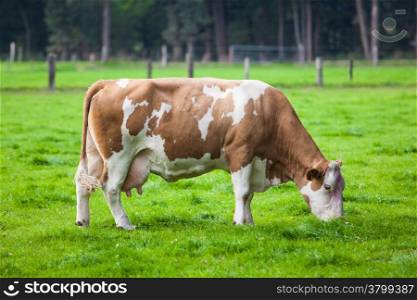 Cow in the field. Cow grazing in fresh pastures