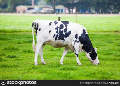 Cow in the field. Cow grazing in fresh pastures