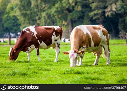 Cow in the field. Cow grazing in fresh pastures