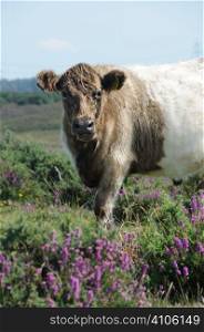 Cow in the heather of the New Forest