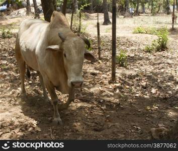 Cow in the jungles of India Goa.. Cow in the jungles of India Goa